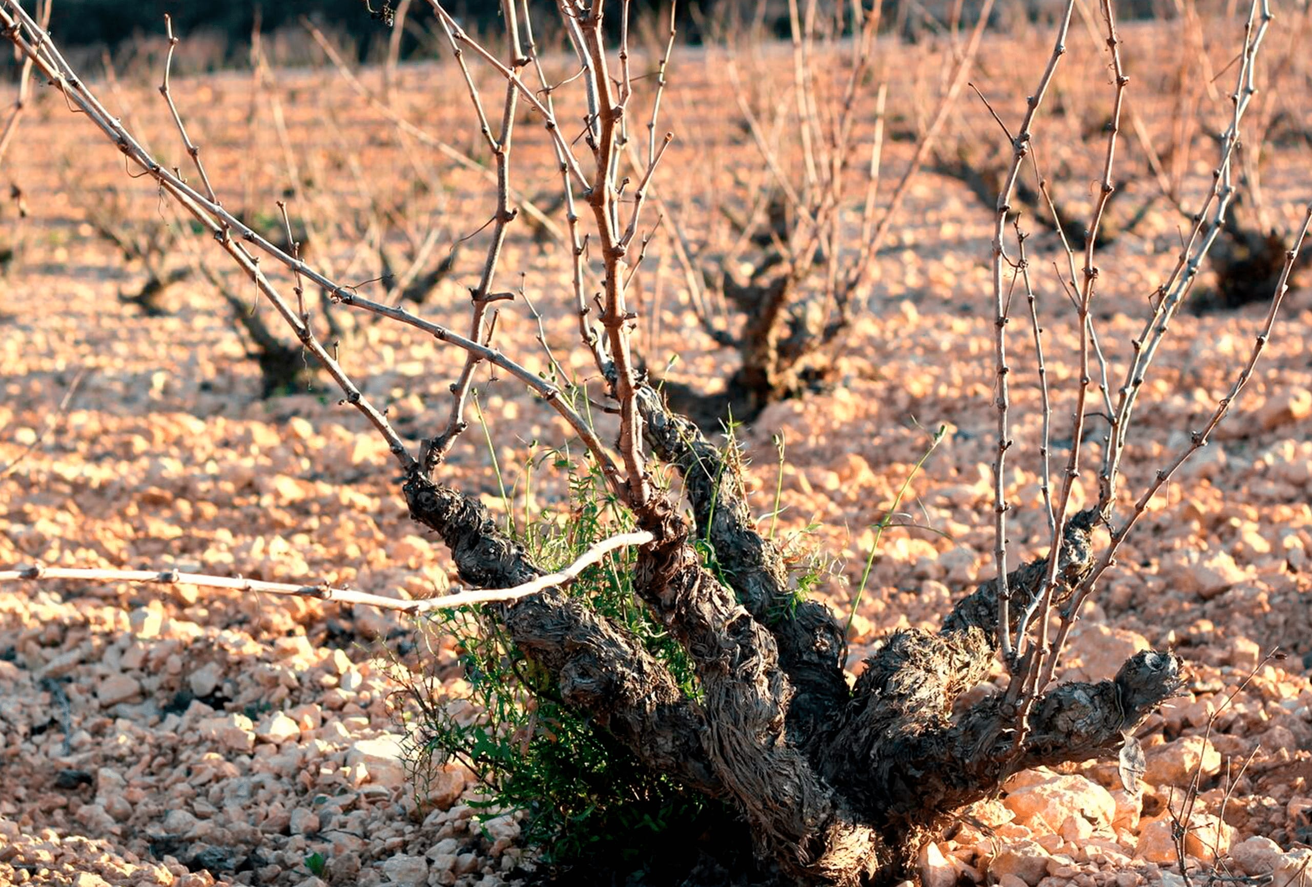 Hileras del viñedo con las hojas cambiando de color en otoño