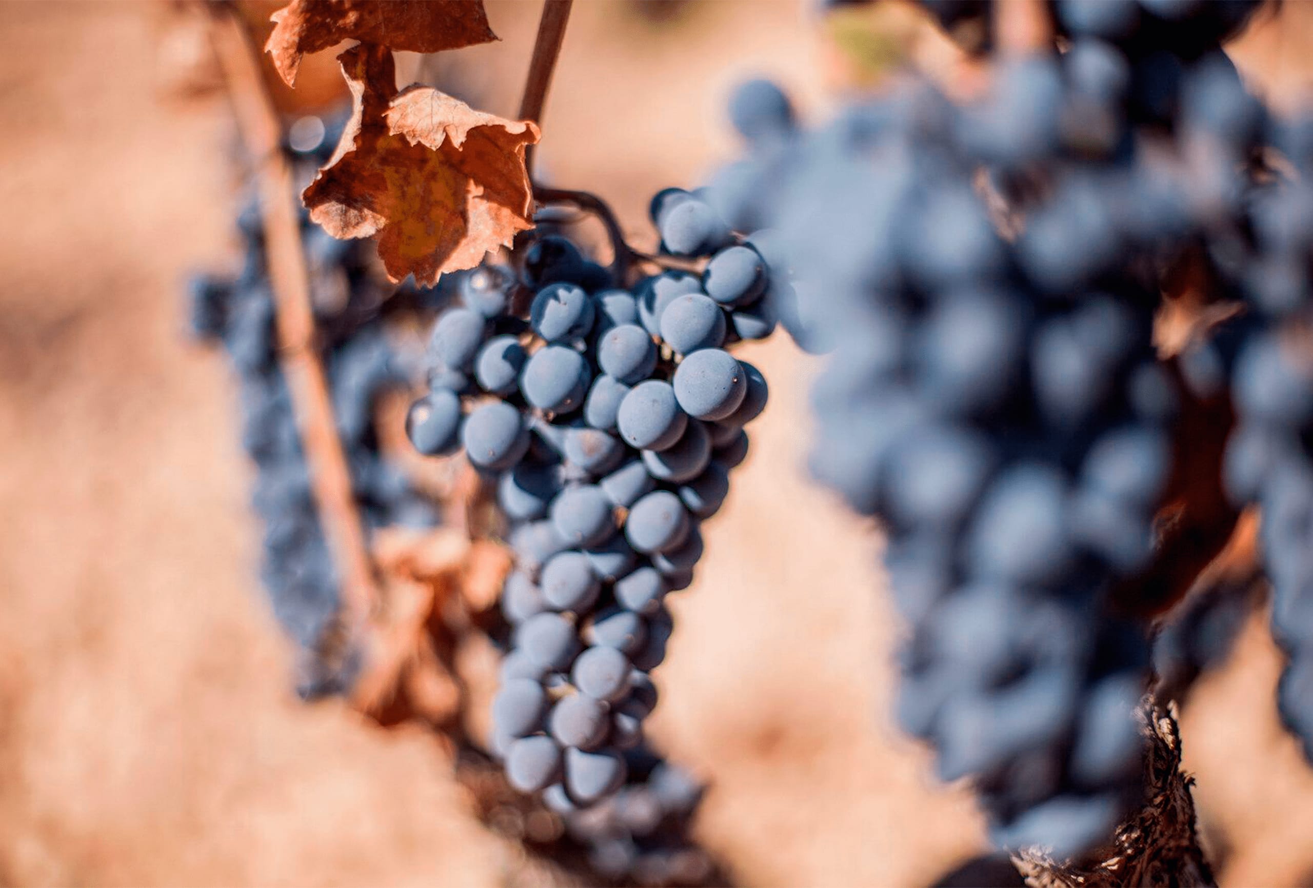 Racimo de uva Monastrell madurando en la cepa