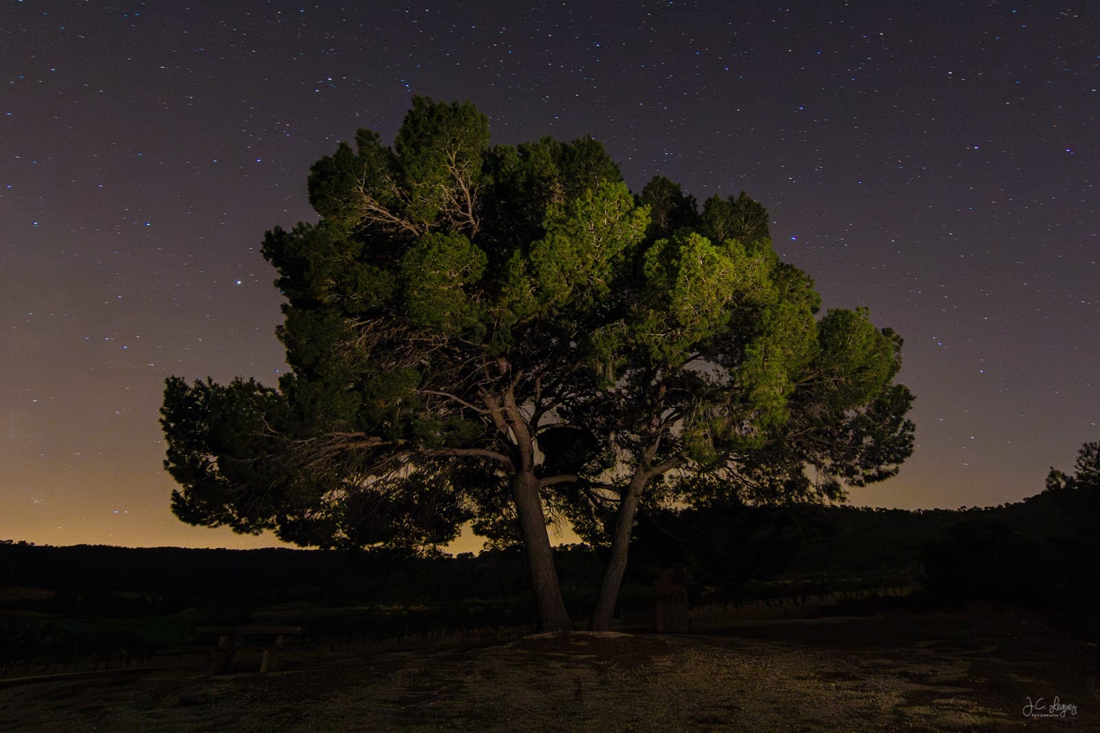 El viejo olmo del paraje bajo un cielo estrellado