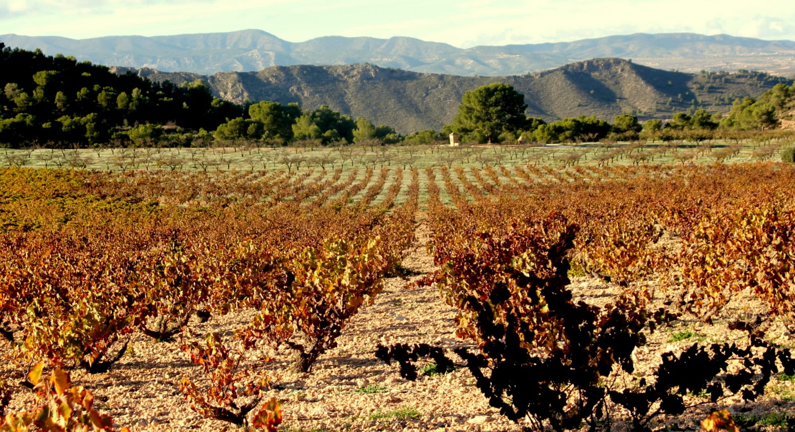 Panorámica del viñedo en otoño con la sierra al fondo