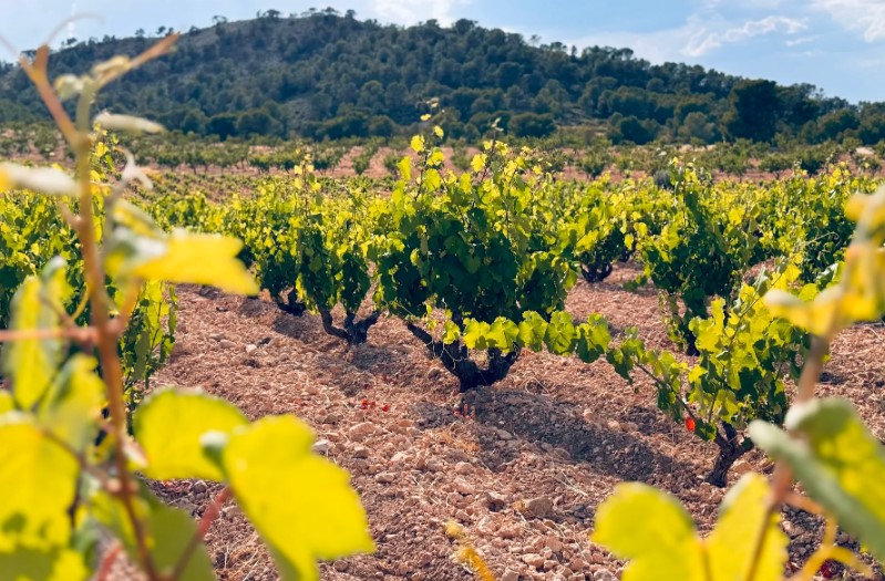 Hileras de viñedo al pie de la sierra